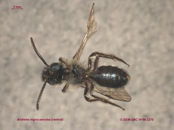 Photo of Andrena nigrocaerulea by Spencer Entomological Museum